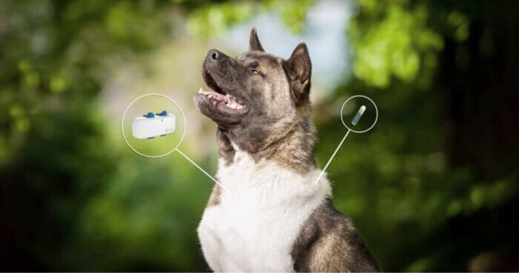 How Reliable Are Dog GPS Collars in Tracking Lost Pets?